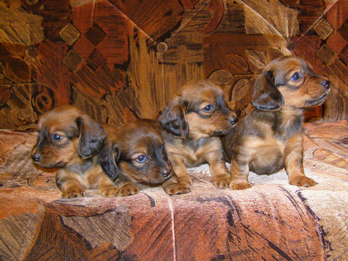 The Different Characteristics to Look For In Choosing Dachshund Puppies