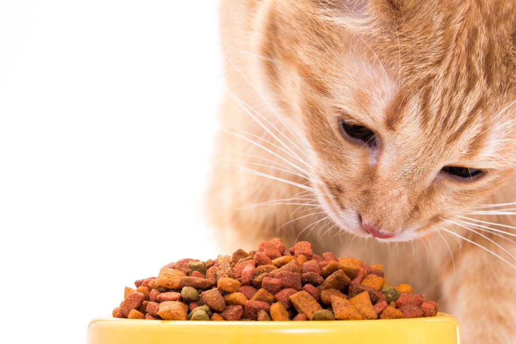 Pet Food Reviews